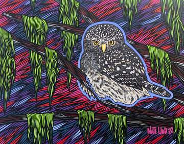 Pygmy Owl - Print
