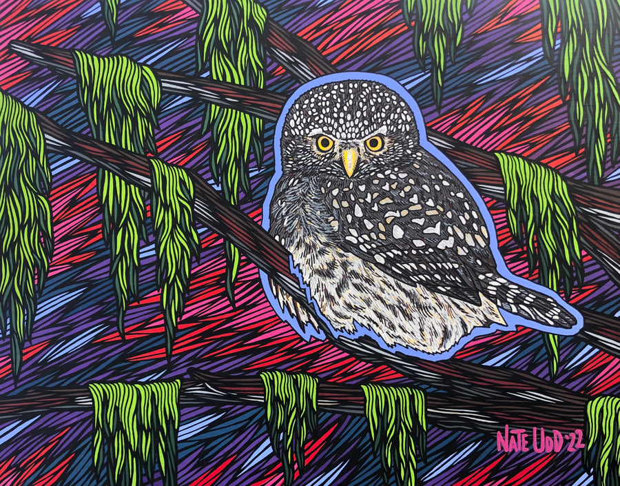 Pygmy Owl - Print
