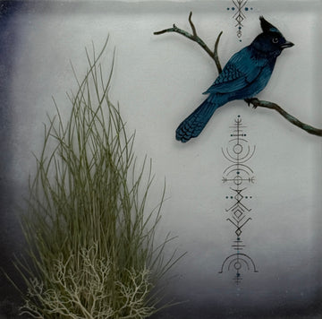 Steller's Joy