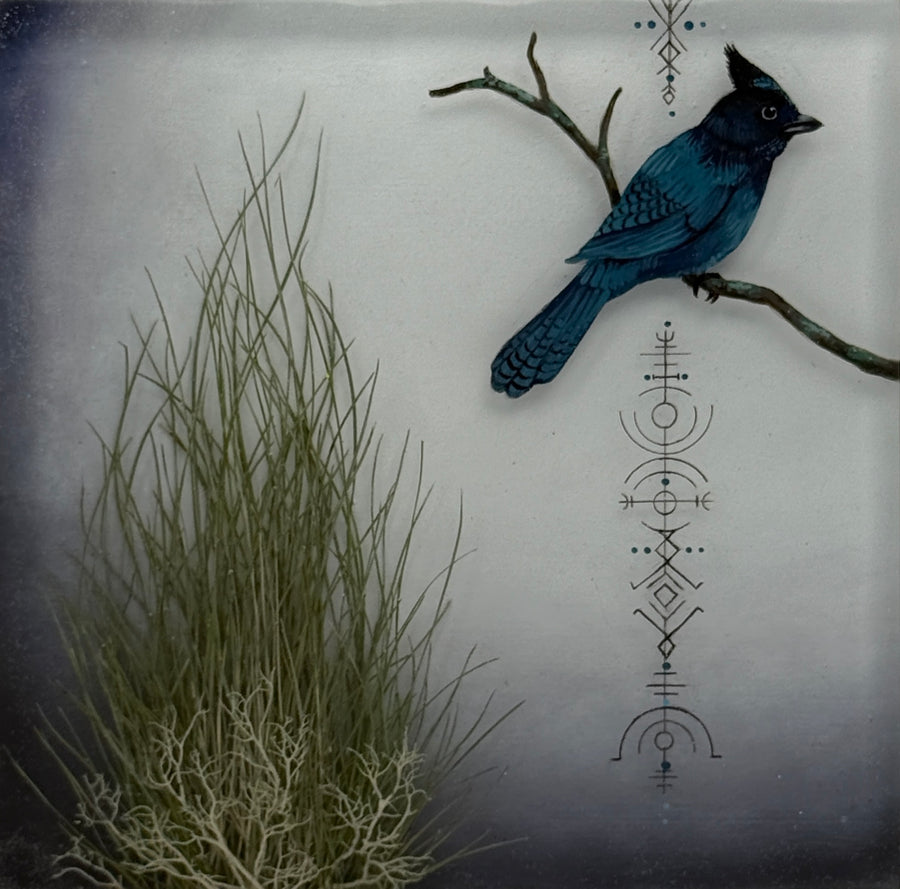 Steller's Joy