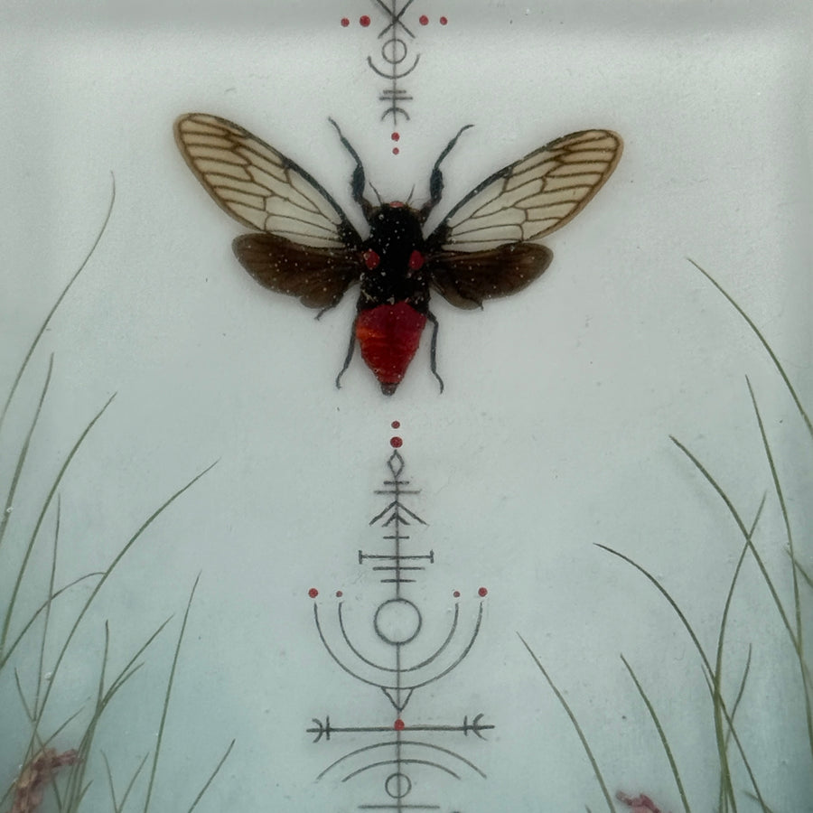 Red Devil Cicada
