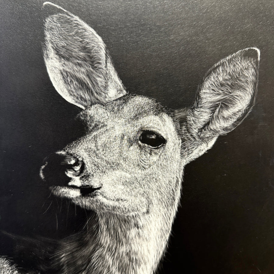 Doe - Original Scratchboard