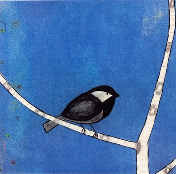 Blue Chickadee