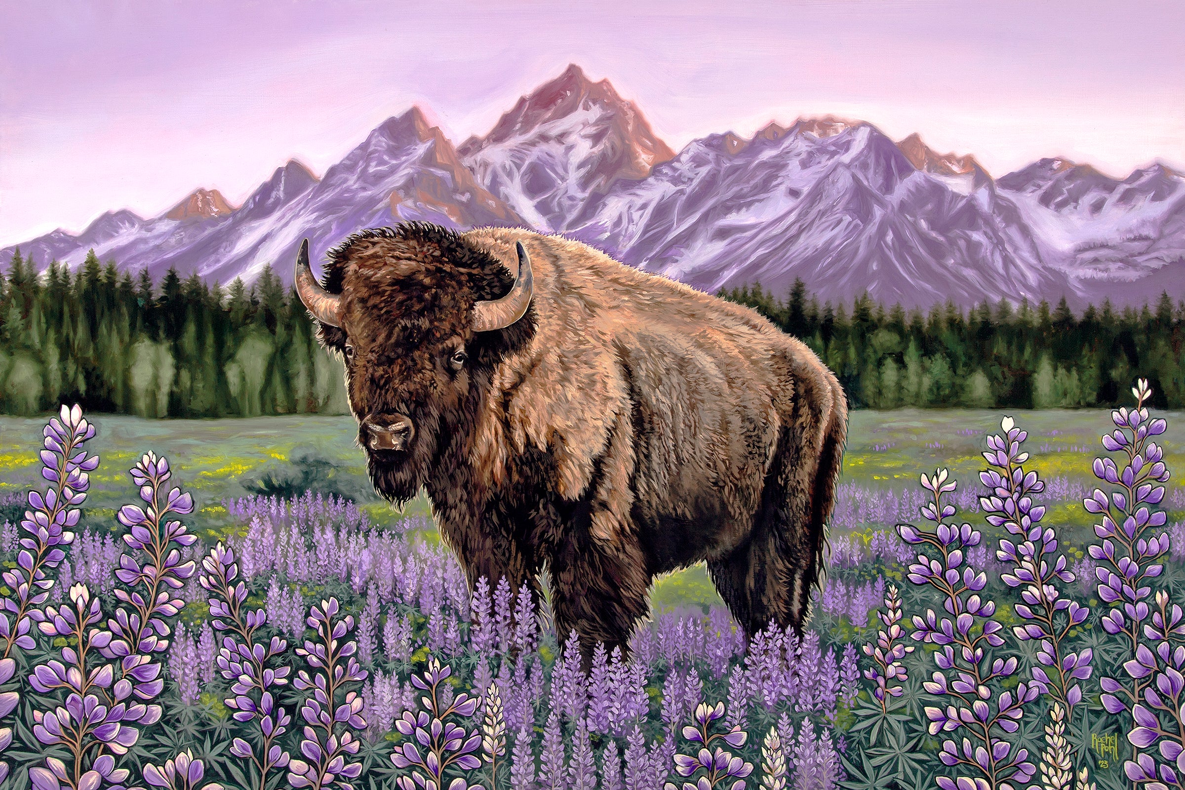 High Country Bison – Altitude Gallery High Country Bison – Altitude Gallery