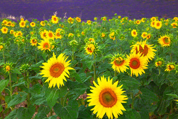 851-provence-sunflowers-lavender-france-.jpg
