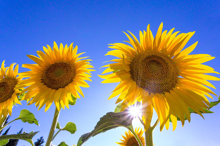 850-provence-sunflowers-france-.jpg