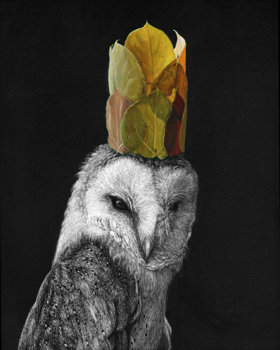 Late Autumn Crown (Barn Owl)
